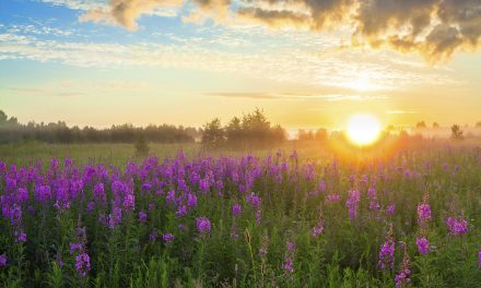 2053 Sıfır Emisyon Hedefi Yasallaştı…