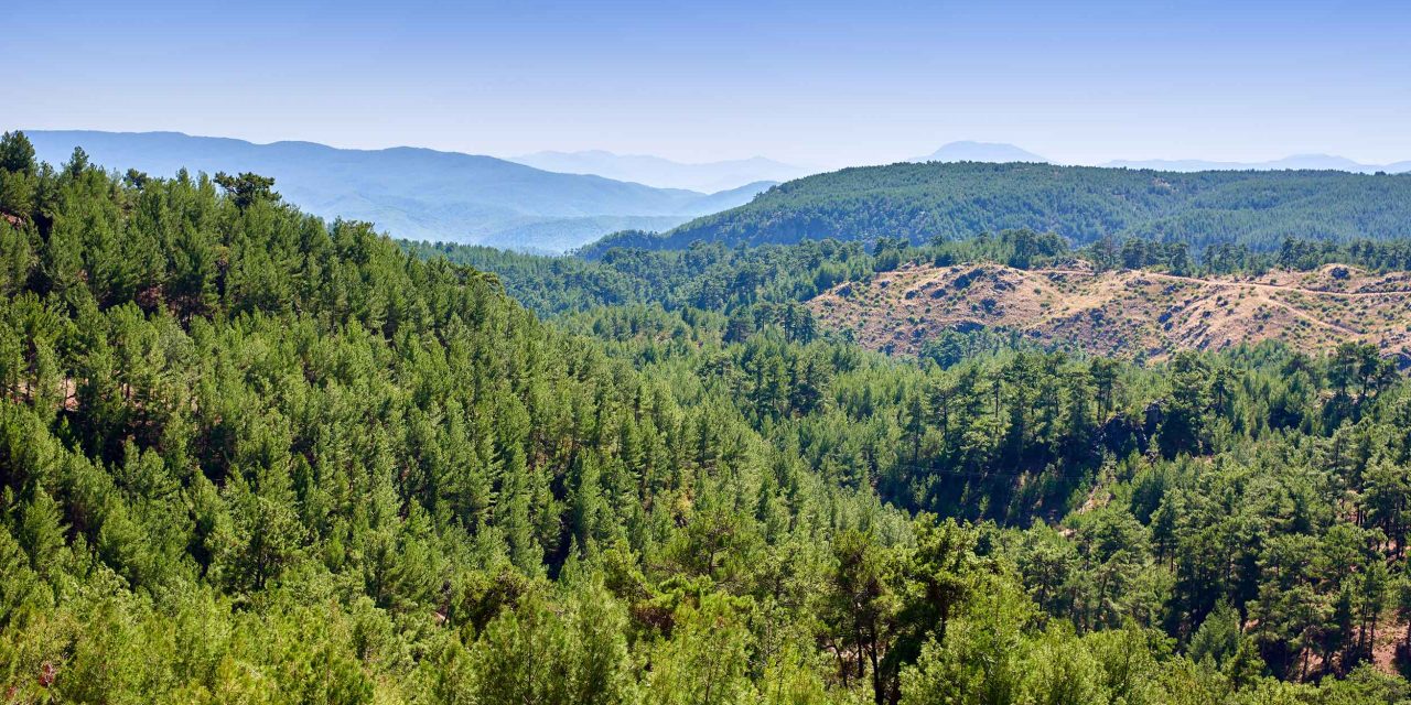 ALJ Türkiye’den 1.4 milyon fidan geliyor