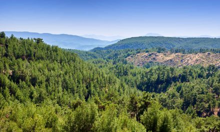 ALJ Türkiye’den 1.4 milyon fidan geliyor