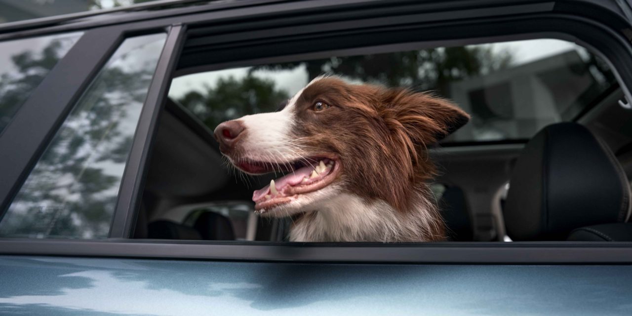 JAECOO’dan evcil hayvana özel kabin