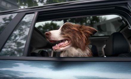 JAECOO’dan evcil hayvana özel kabin